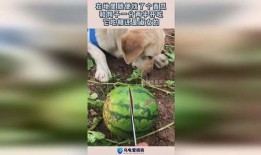 吃瓜被狗抢了,吃瓜被狗抢，一场意外的欢乐闹剧