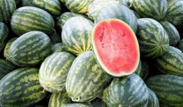 100个吃瓜,揭秘100种瓜果的奇妙世界