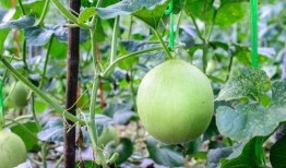 吃瓜喉咙难受,如何缓解与预防