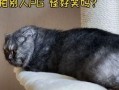 猫九吃瓜