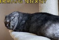 猫九吃瓜