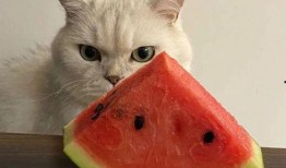 内娱吃瓜表情,揭秘娱乐圈幕后风云