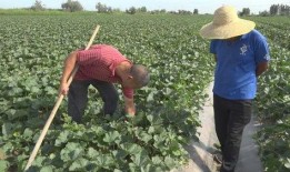 阿勒泰吃瓜视频最新