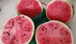 地雷瓜是麒麟瓜吗怎么吃,揭秘同宗异名美味瓜果的多样食法