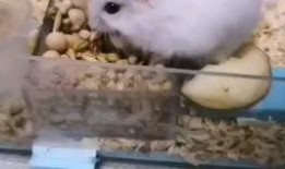 小仓鼠在吃瓜,一场甜蜜的味蕾之旅