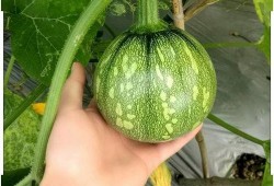 麦肯锡上海吃瓜,揭秘这座国际都市的“吃瓜”文化