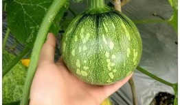 麦肯锡上海吃瓜,揭秘这座国际都市的“吃瓜”文化