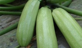 山 西吃瓜,探寻地道吃瓜文化