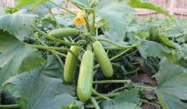 葫瓜可以吃吗,美味与营养的双重享受