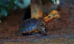 乌龟吃瓜的图片,夏日清凉一幕