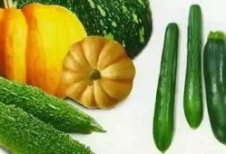 何秋事吃瓜解析,揭秘娱乐圈背后的真相与争议