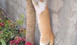 猫咪可以吃白瓜,白瓜的妙用与营养解析