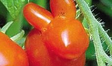 开裂瓜可以吃吗,安全食用指南与营养分析